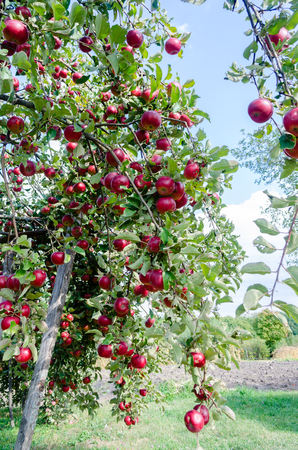 fragrant, juicy apples drenched freshness and blush in a bright sunny dayの写真素材