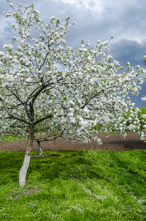 apple-tree flowers on a clear sunny dayの写真素材