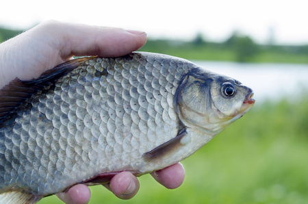 Catch fresh fish from the morning fishing on a lake in summerの写真素材