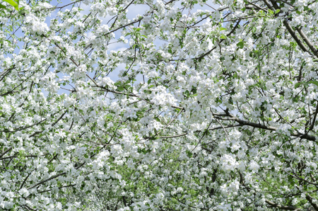 apple-tree flowers on a clear sunny dayの写真素材
