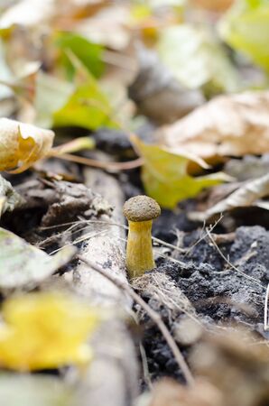 Autumn brown mushroom in the forest natural environmentの写真素材