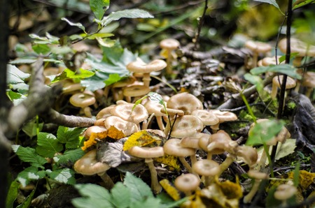 Autumn brown mushroom in the forest natural environmentの写真素材