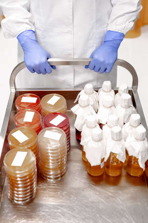 collecting plate with culture medium stored in a laboratory. A lot of petri plates. Laboratory...