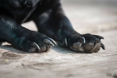 Cute paws claws of a small black dog
