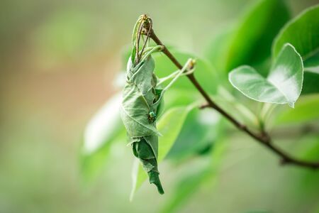 Weevil beetle weaves eggs from a pear leafの写真素材