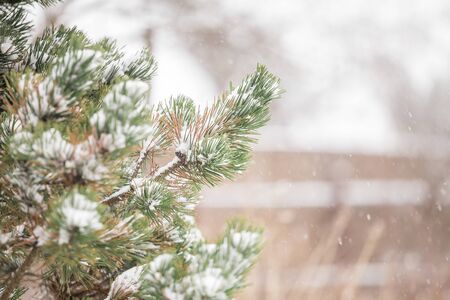 Green spruce branches under a hat of white snowの写真素材