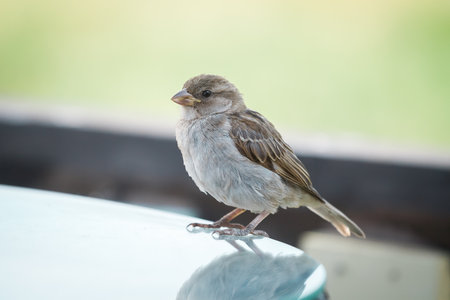 A fat well-fed brown contented sparrow sits on the table and asks for foodの写真素材