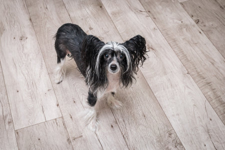 Beautiful black and white chinese crested dog looking at the cameraの写真素材