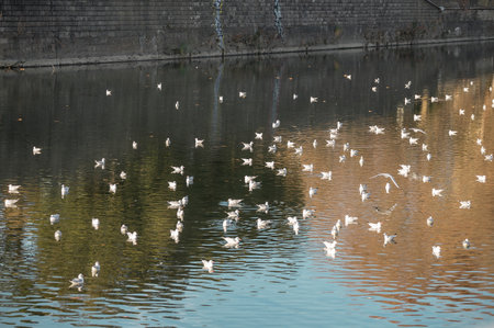 Many ivory gulls floating on the blue water of the river