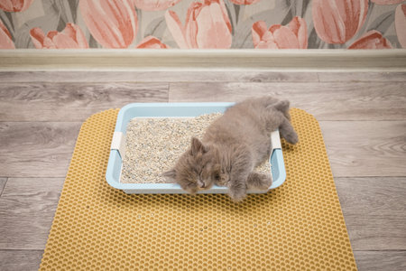 Little gray fluffy kitten sleeps in the cat litter boxの写真素材