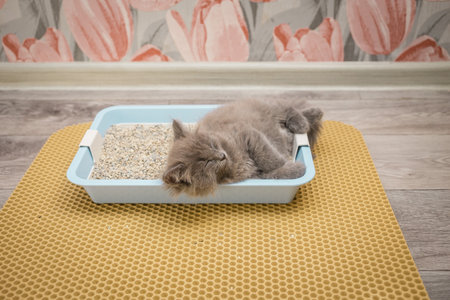 Little gray fluffy kitten sleeps in the cat litter boxの写真素材