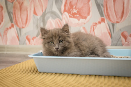 Little cute gray fluffy kitten hid in a blue cat tray and looks at the cameraの写真素材