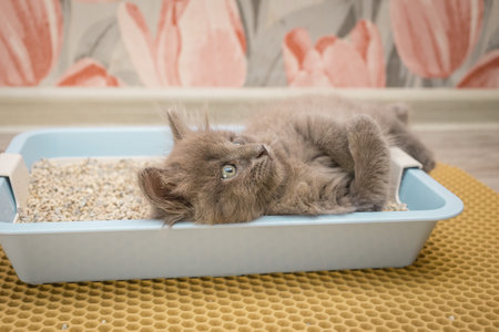 A small gray fluffy kitten lies in a blue cat tray and looks carefully upの写真素材