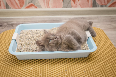 A small gray fluffy kitten lies in a blue cat tray and looks attentively upward with his legs crossedの写真素材