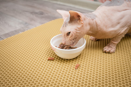Bald cat with an angry look with appetite eats food from a plateの写真素材