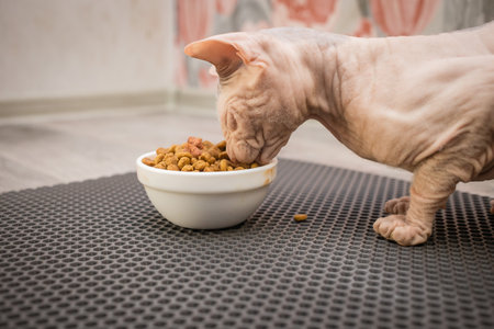 A bald cat eats food with appetite from a plate on a yellow rubber matの写真素材