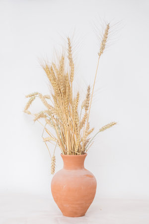 Long ears of corn stand in a brown clay pot on a white backgroundの写真素材