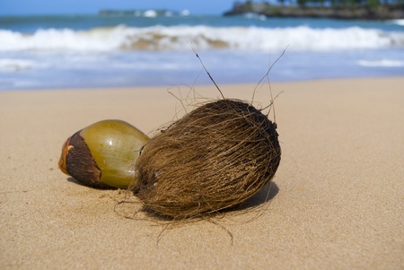 Coconuts on the wild oceans beachの写真素材