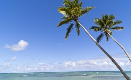 Blue paradise on caribbean island in sunny day. Two Palmtrees on the tropical beach over the seaの写真素材