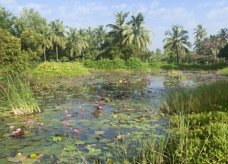  Wild pond with lotuses. South Goa. Indiaの写真素材