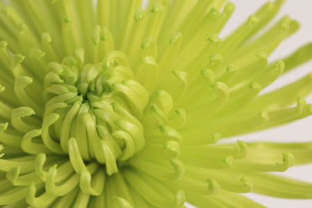Green detailed chrysanthemum on white backgroundの写真素材