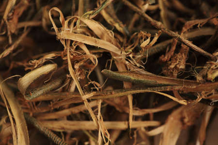 Brown and dry willow crust in detail. 