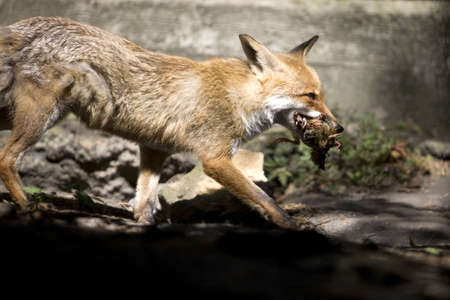 The fox with good catch for dinnerの写真素材