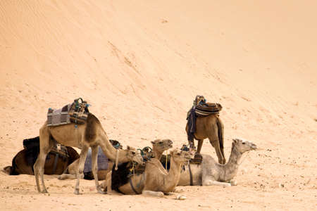 Camels are having rest in hot sahara desertの写真素材
