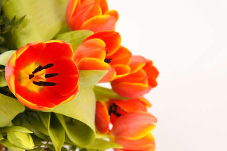 Valentine Tulipsの写真素材