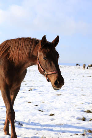 Lovely brown horse looks directly to the cameraの写真素材