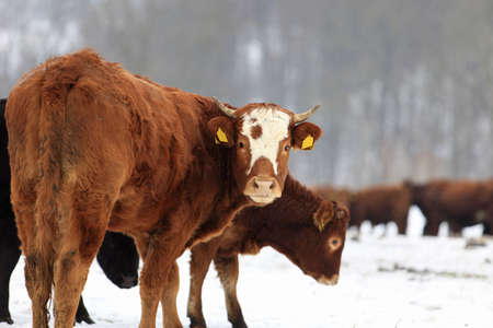 Farm animal in winter sceneryの写真素材