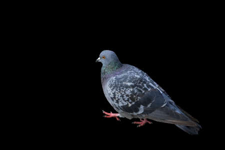 Classical grey pigeon is doing a stepの写真素材