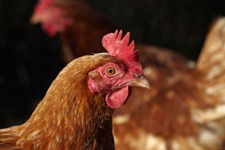 Two classical hens taken by macro