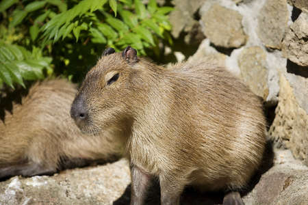 Hydrochoerus hydrochaerisの写真素材