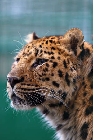 Close-up portrait of a leopard - Panthera Pardusの写真素材