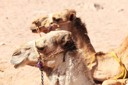 Two camels in desert of Egyptの写真素材