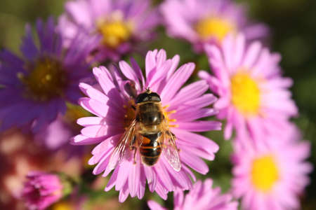 Honey bee on a flower of pink chrysanthemum