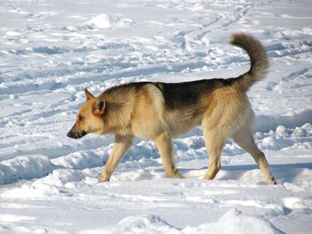 Wild dog, running on snow    の写真素材