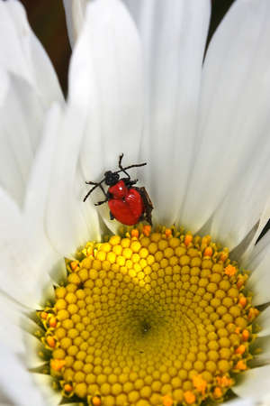 little beetle in a flower camomileの写真素材