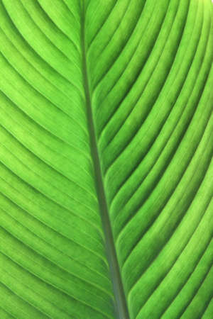 Texture of green leaf. Close up. Background の写真素材