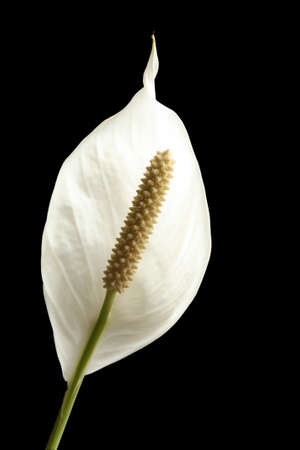 Houseplant - Spathiphyllum floribundum (Peace Lily). White Flower on  black backgroundの写真素材