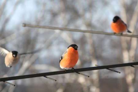 Three bullfinches. Winter dayの写真素材