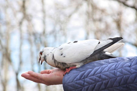 Dove feeding on woman's handの写真素材