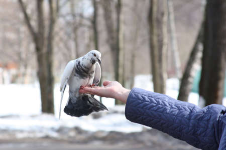 Dove feeding on woman's handの写真素材
