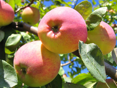 red and yellow ripe apples on apple tree branchの写真素材
