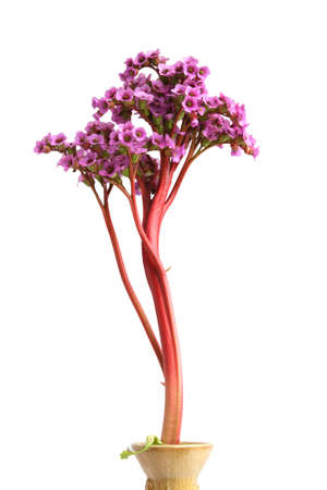 Bergenia crassifolia - beautiful purple flower. Isolated on whiteの写真素材