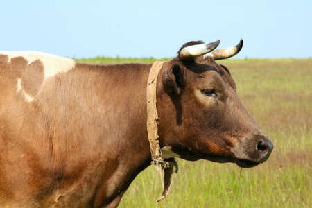 Grazing cow at the meadow