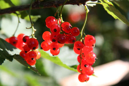 Close-up of Red Currant hanging on a bush