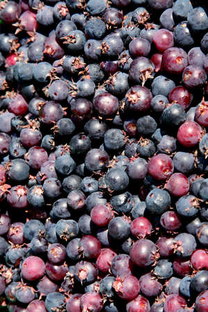 Close-up of blueberriesの写真素材