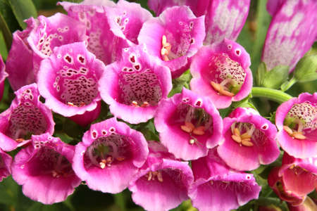Digitalis Purpurea - plant used by the drug industry to make heart medicineの写真素材